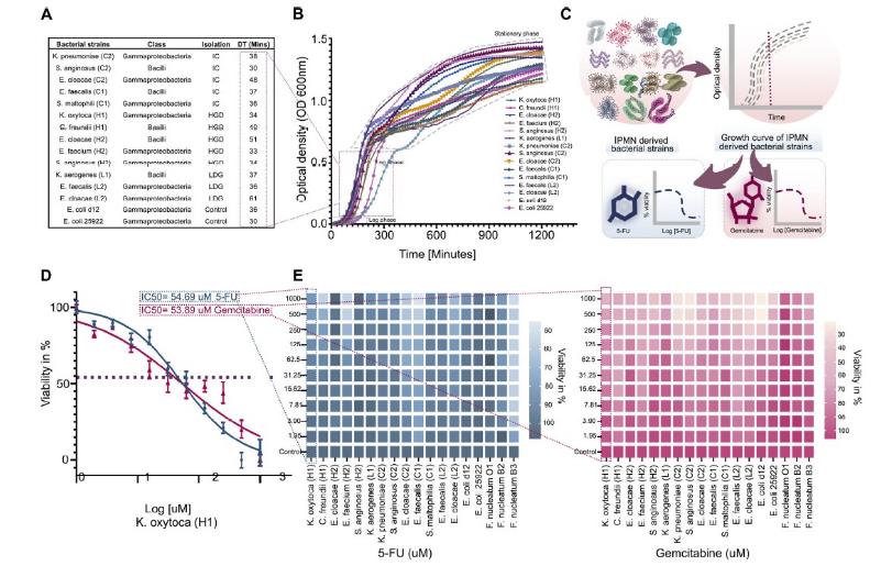全自動生長曲線分析儀應(yīng)用-胰腺腫瘤細菌的生存機制及其代謝化療藥物的能力（一）