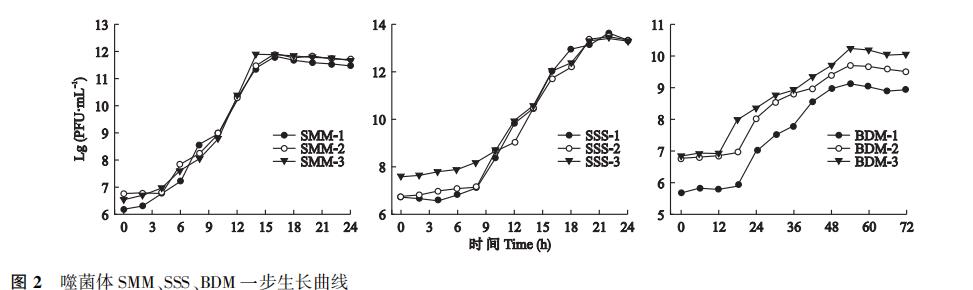 豆科作物根瘤菌噬菌體形態(tài)結(jié)構(gòu)、生長(zhǎng)曲線及生物學(xué)特性（三）