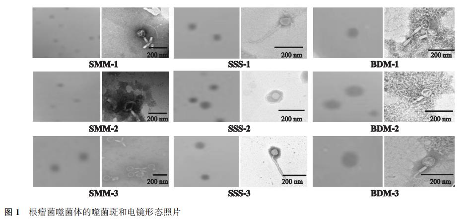 豆科作物根瘤菌噬菌體形態(tài)結(jié)構(gòu)、生長(zhǎng)曲線及生物學(xué)特性（一）