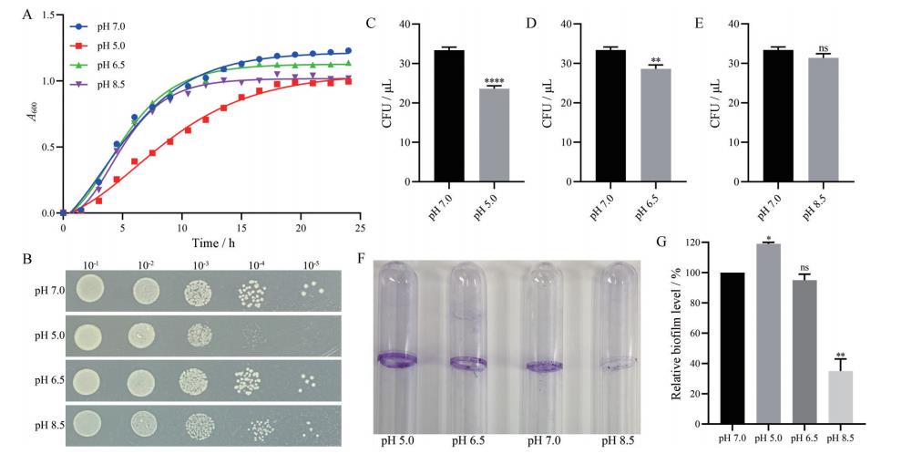 不同溫度、pH值及H?O?作用下減毒沙門氏菌生長(zhǎng)曲線及細(xì)菌生物膜的形成——討論