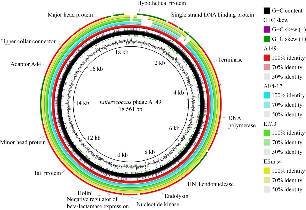耐萬(wàn)古霉素糞腸球菌噬菌體一步生長(zhǎng)曲線、溫度和pH穩(wěn)定性分析（三）