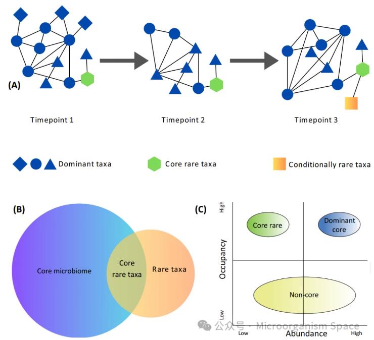 核心微生物群落中稀有物種重要性、持久性的生態(tài)驅(qū)動因素（一）