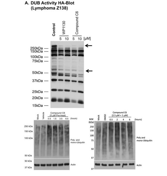 化合物C6對鼠諾如病毒和李斯特菌的抗感染活性及細菌生長動力學(xué)分析（一）