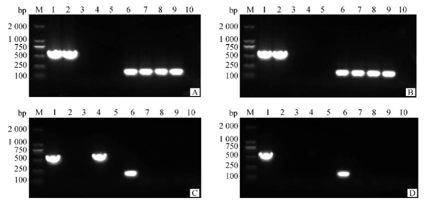 貓皰疹病毒Ⅰ型毒株HRB2019分離培養(yǎng)、增殖與鑒定方法（二）