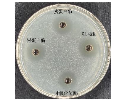 基于MIC和生長(zhǎng)曲線分析植物乳桿菌SCB2505代謝物對(duì)液化沙雷氏菌的抑菌機(jī)理（三）