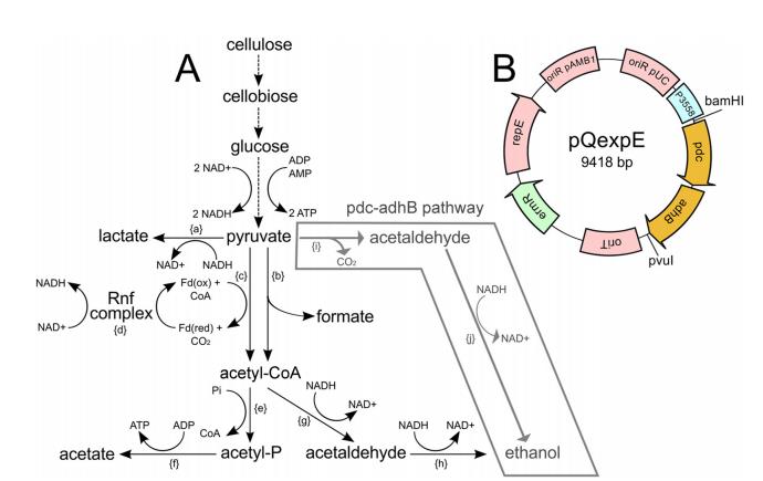 乙醇耐受性梭菌菌株生長、基因組學、途徑工程及發(fā)酵特性（三）