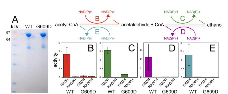 乙醇耐受性梭菌菌株生長、基因組學、途徑工程及發(fā)酵特性（二）