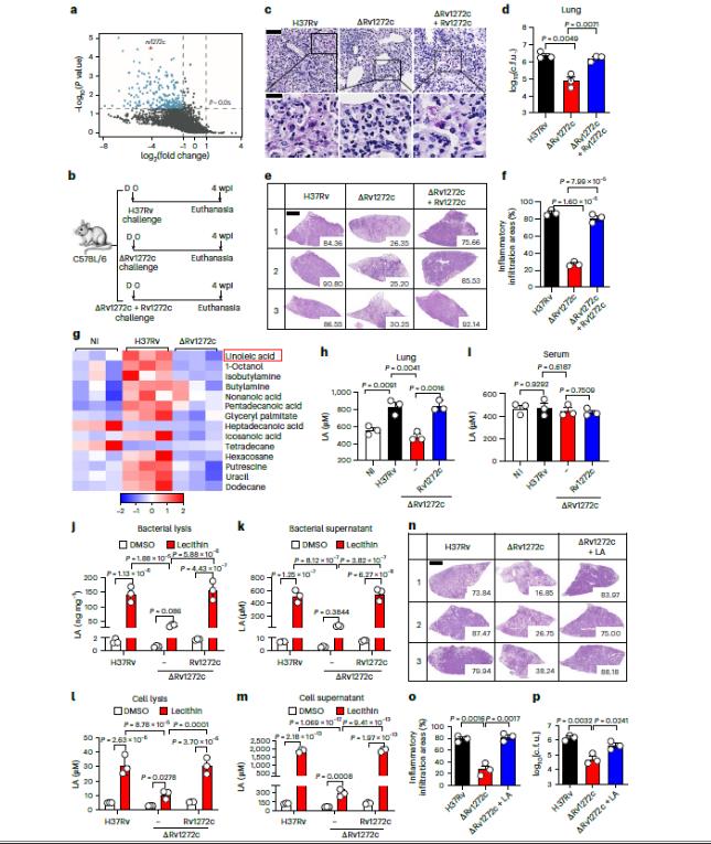 一段長達14天的生長曲線，揭示結(jié)核分枝桿菌免疫逃逸新機制（一）