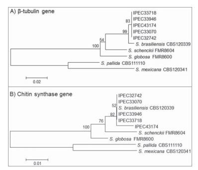 巴西利亞孢子絲菌分離株毒力增強的演變過程（二）