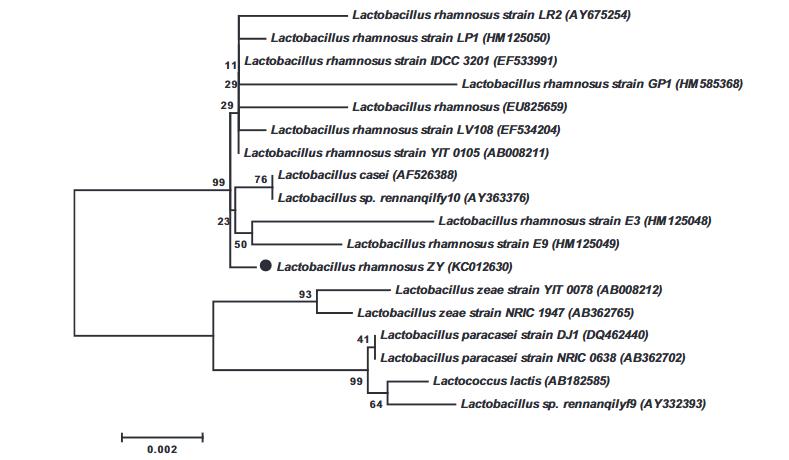 正交陣列解析鼠李糖乳桿菌ZY分離株的MRS培養(yǎng)基需求及細胞特性表征（一）