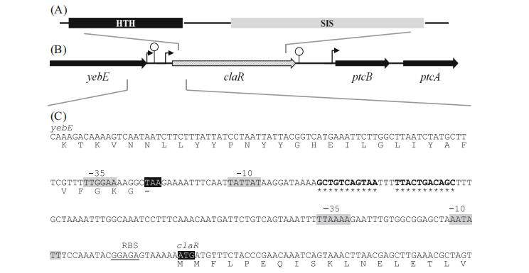 解鎖微生物代謝奧秘：新一代生長曲線分析平臺加速乳糖/纖維二糖代謝研究?（三）