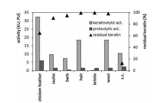 微生物生長曲線分析儀評估藤黃微球菌角蛋白酶生產(chǎn)條件及分解潛力（三）