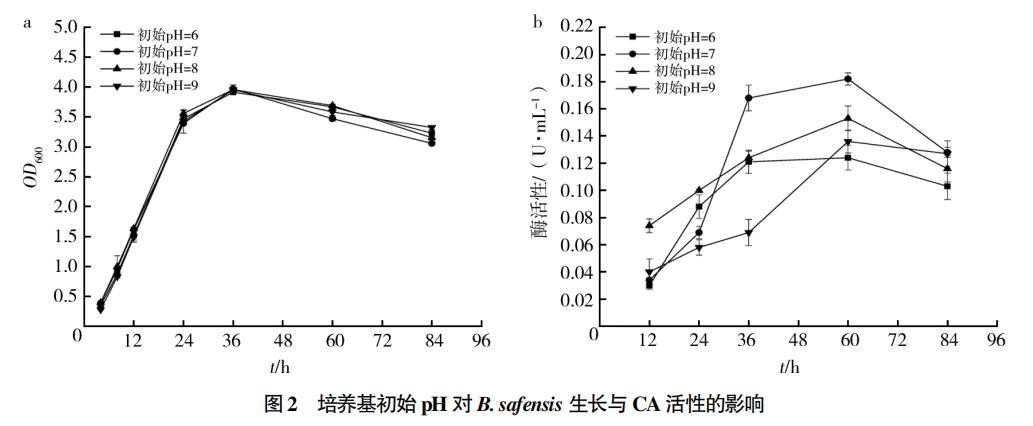 最佳培養(yǎng)條件下沙福芽胞桿菌生長曲線與CA活性曲線測定及研究（二）