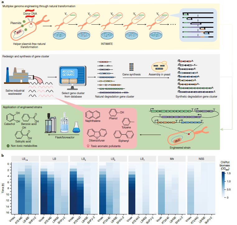 耐鹽工程弧菌 VCOD-15生長(zhǎng)曲線及降解復(fù)雜有機(jī)污染物能力研究