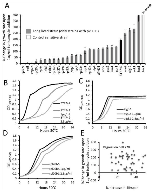生長曲線分析儀揭示Afg3在細(xì)胞質(zhì)mRNA翻譯和衰老過程中的新角色
