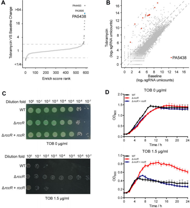 銅綠假單胞菌RccR在PA碳代謝和氨基糖苷類抗生素耐受性中的關(guān)鍵作用