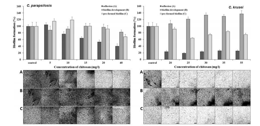 全自動微生物生長曲線分析儀應用：黃芩素與殼聚糖抑制酵母生物膜研究（三）