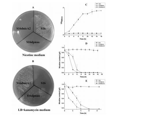 系統(tǒng)性解析惡臭假單胞菌S16中尼古丁降解的分子機制（三）